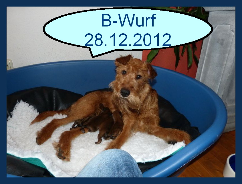 Amy und Welpen BWurf