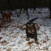 welpenbwurfwoche6bis8046