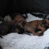 welpenbwurfwoche6bis8103