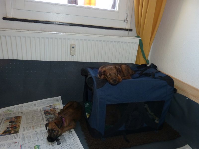 welpenbwurfwoche6bis8203.jpg